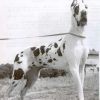 CH TESSIE DE MOURRE FRAIS – Image 2