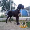 CORA DE CAN LOMAS