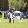 CH TUPET OBROWSKA  TRADYCJA – Image 2