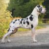 CH TUPET OBROWSKA  TRADYCJA