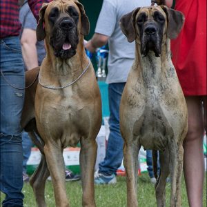 CH VISKONTI DOG BOGEMIKA FLOSCULI