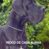CH IROCO DE CASA ALANIA – Image 3