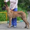 CH VISKONTI DOG BENTLEY SHOW – Image 2