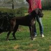 SAGACE DES OMBELLES – Image 3