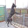 VERONA BLACK GRACE – Image 3