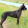 VERONA BLACK GRACE – Image 4
