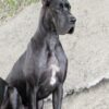 VERONA BLACK GRACE – Image 5