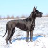 VERONA BLACK GRACE