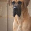 CH HERCULES  ZOLOTOV DA QUINTA DA ARRABIDA – Image 3