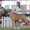 CH HERCULES  ZOLOTOV DA QUINTA DA ARRABIDA – Image 5