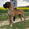 CH ROPER DES PLAINES DE RANGEVAL