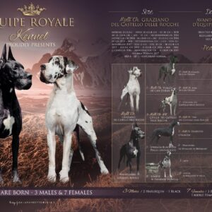 AVANTGARDE D’EQUIPE ROYALE