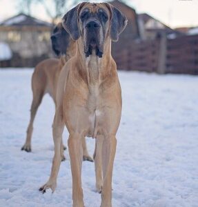 CH VISKONTI DOG OPIRIYA BEST WINNER