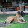 AMOR NA SZLAKU KORMONARA – Image 2