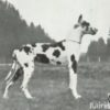 CH CAESAR  KREBS – Image 2