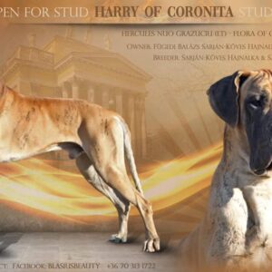 HARRY OF CORONITA