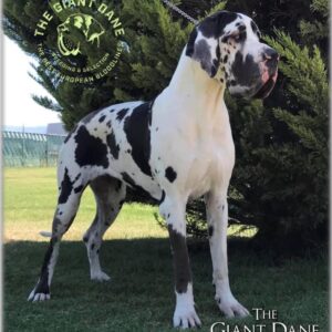 MIA THE GIANT  DANE KENNEL