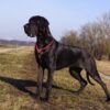 CH ANESHKA LANQUESCO