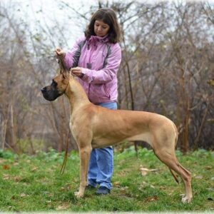 CH VISKONTI DOG AVANTI BLISS