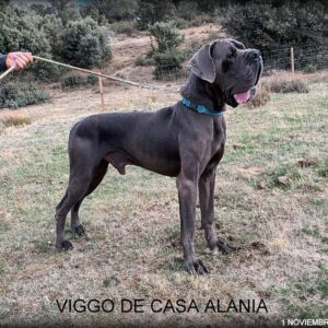 VIGGO DE CASA ALANIA