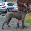 LIBERTY BLUE DES TERRES DE BECQUEREL – Image 5