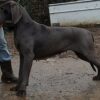 LIBERTY BLUE DES TERRES DE BECQUEREL