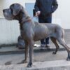 CH NARCO DE L'ILE AUX FALAISES – Image 2