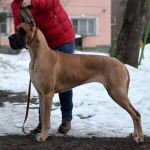 CH VISKONTI DOG AVANTI BLISS