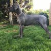 ADORASTI DU CUIR D'ARABIE – Image 2