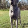ADORASTI DU CUIR D'ARABIE