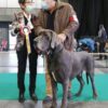 CESARE CRESCERE MAGNUS LUCKYFOUR – Image 3