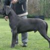 CESARE CRESCERE MAGNUS LUCKYFOUR