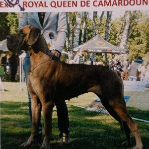 ROYAL QUEEN DE CAMARDOUN