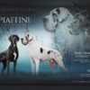 DON DIAMENTE  DEFRENATUS  FCI – Image 4