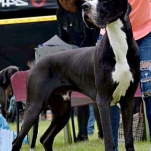 APOLLO BLACK AND WHITE DOG