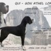 CH QUI-GON ATHEL LOREN – Image 3