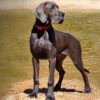 CH REEVA DE DOGOKO