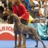 CH REEVA DE DOGOKO – Image 2
