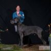 HABID ILAN JEWEL'S BLUE – Image 2