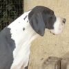 RODYA DES TERRES DE BECQUEREL