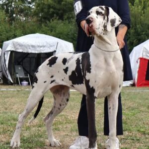 IDA INMENSA TORROSELLA DEL FITO