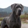 CH FROZEN ALTO IMPERIO – Image 2