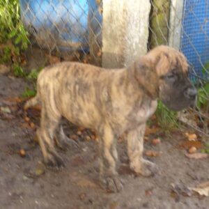 CHIOTS RASOHERINA X ROCK OF