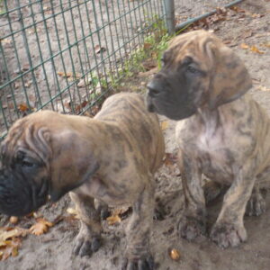 CHIOTS RASOHERINA X ROCK OF