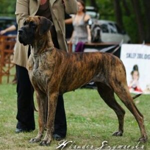 CH LETTY EXQUISITE DOG