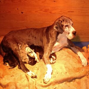 CHIOTS D’O DELA DES TERRES DE BECQUEREL