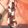 CHIOTS D'O DELA DES TERRES DE BECQUEREL – Image 6