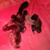 CHIOTS de PIETRAPRECIOZA  X ROCKWELL – Image 2