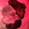 CHIOTS de PIETRAPRECIOZA  X ROCKWELL